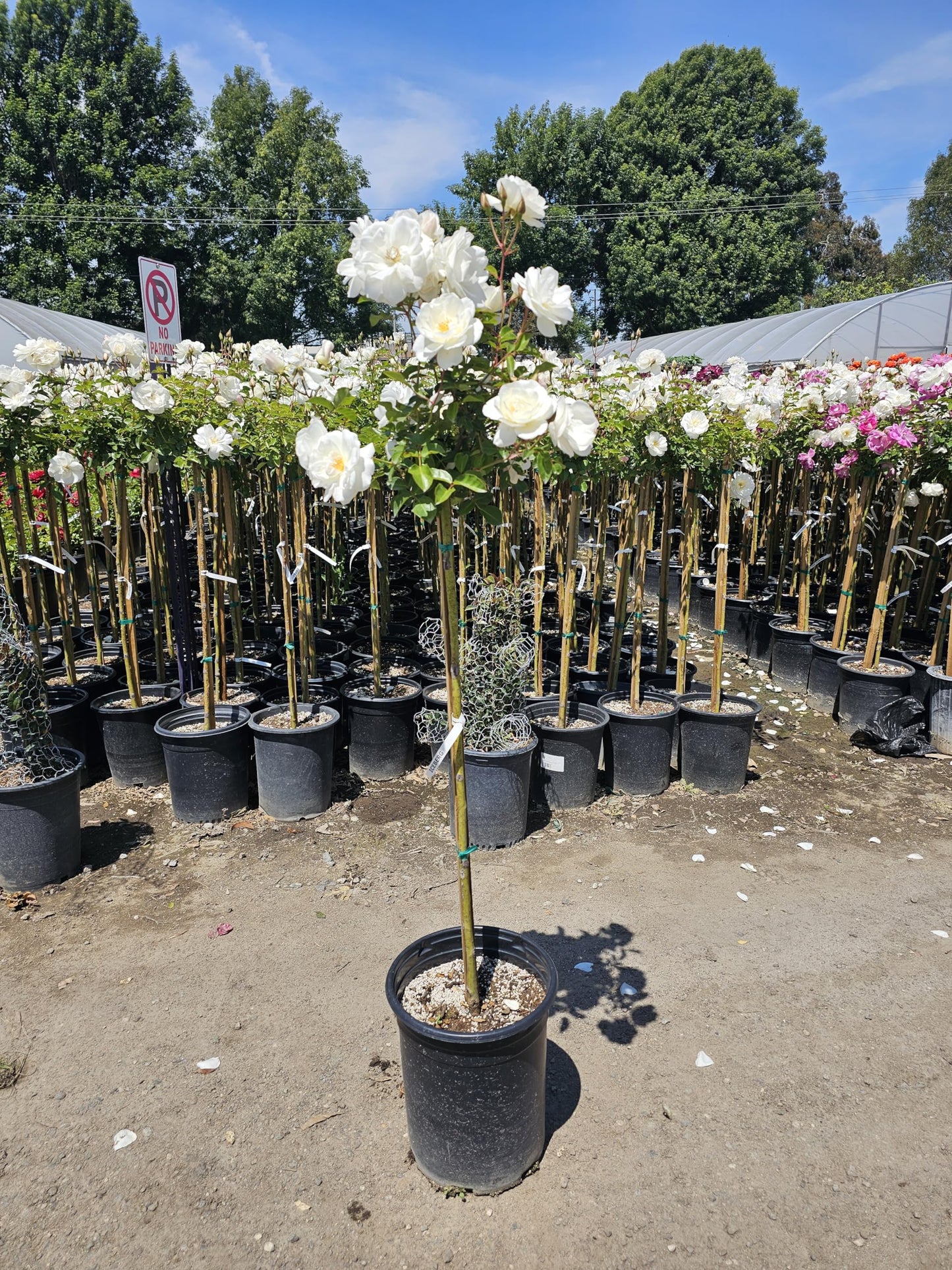 Rose Tree 4-5 Feet | Live Flowering Tree for Outdoor Planting | Reblooming Flowers All Year Long, 5 Gall Potted (Iceberg, 5 Gallon) Snow White Blossom Perfect Pops of Color in The Garden