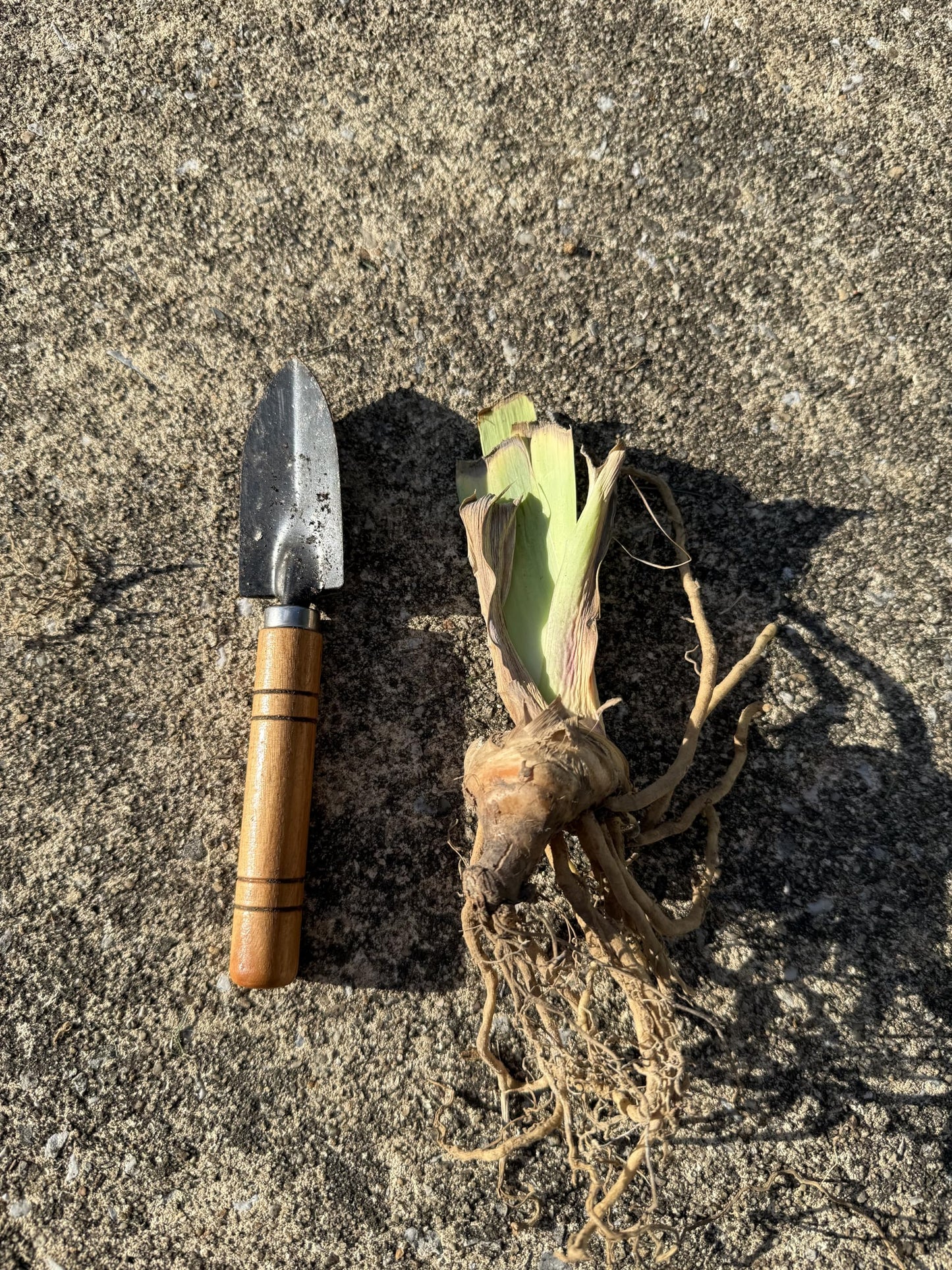 Premium Bearded Iris ‘Clarence’ Rhizome/Root/Bulbs (1 ea) - Amazon 30-Day Returnable Guarantee