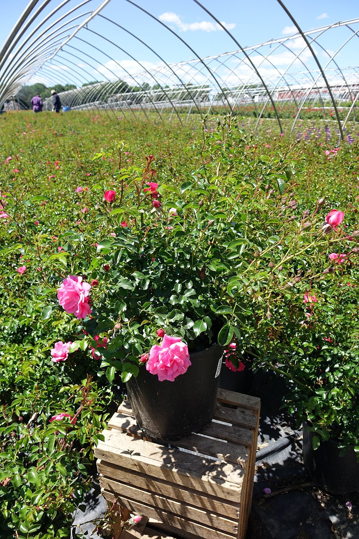 Live Plant from Green Promise Farms Flower Carpet Roses ROSA `FLOWER CARPET PINK` Pink Flower Shrub #2 Size Container Pink