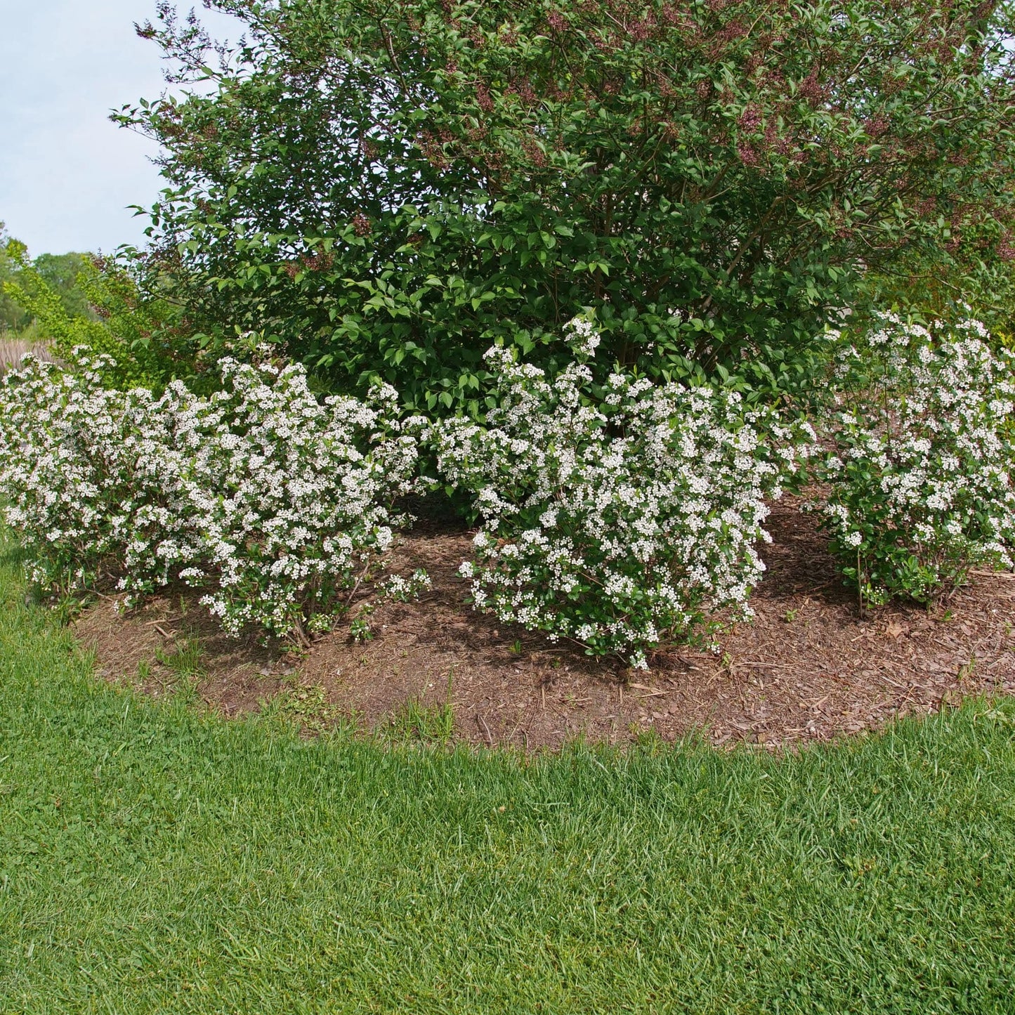 Proven Winners Low Scape Snowfire Aronia (Aronia melanocarpa) Live Plant, 4.5" Qt, 4 Pack