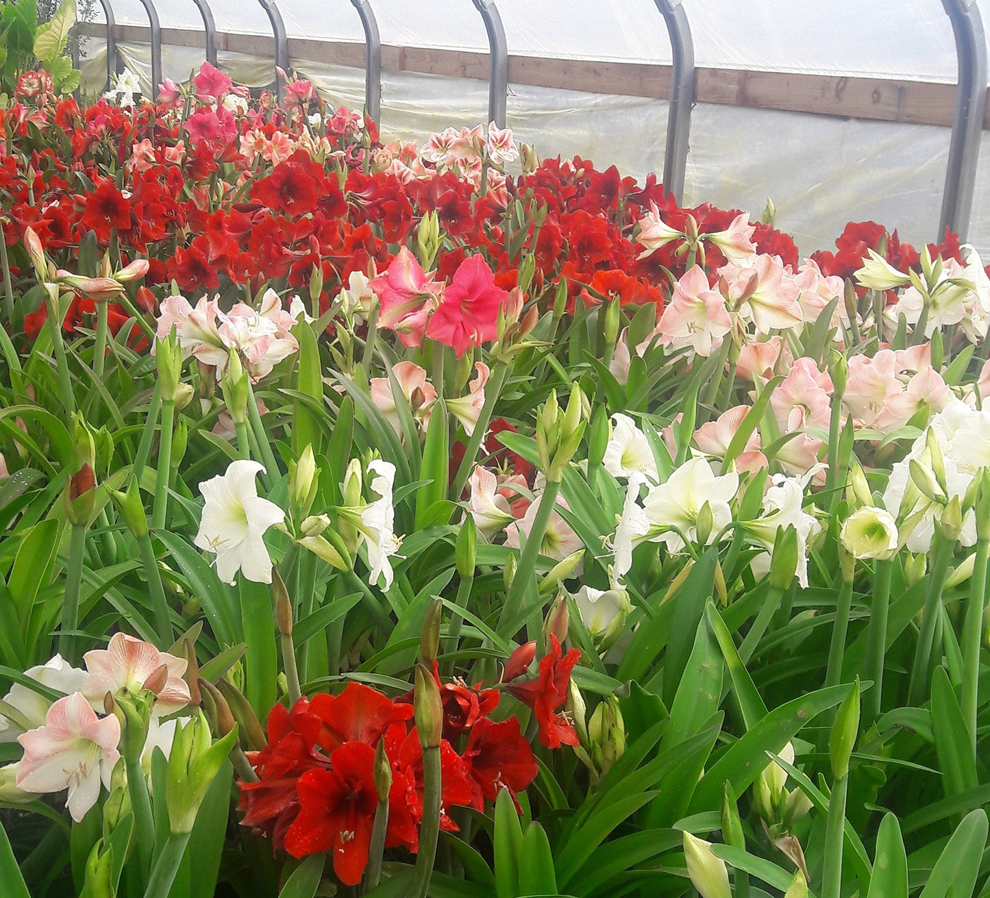 3 Mixed Amaryllis Bulbs Special Holiday Bulk Pricing! Wonderful to Gift As-is to Your Gardening Friends, or Jazz These Bulbs up Yourself with Clever Packaging to Put Your Own Style Into Your Gift!