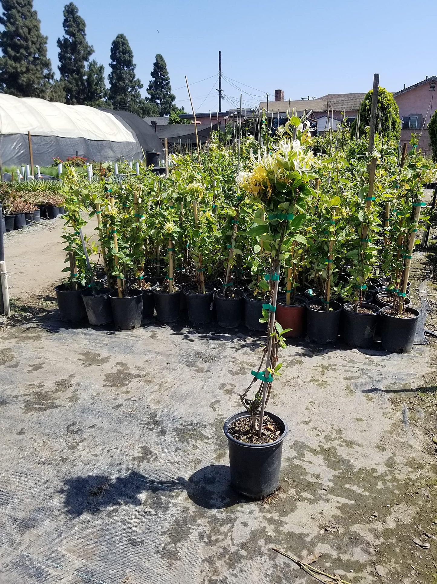 Honeysuckle Plant - Lonicera Japonica, Known as Japanese Honeysuckle or Golden-and-Silver Honey Suckle 2-4FT Tall 1 Gal Potted Hummingbirds Favorites-Shade - Privacy - Ground Cover, Flower Arch