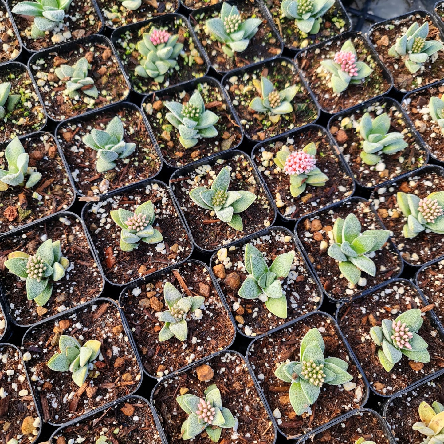 USKC Live Cactus and Succulent Plants (2" Pot Crassula Morgan's Beauty)