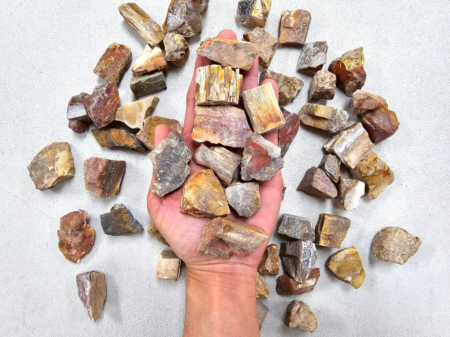MINERALUNIVERSE Half Pound Petrified Wood Rough Stones - Bulk Petrified Wood - Raw Natural Stones & Crystals - Fountain Rocks for Tumbling, Polishing, Wire Wrapping, Reiki, Chakra Crystal Healing