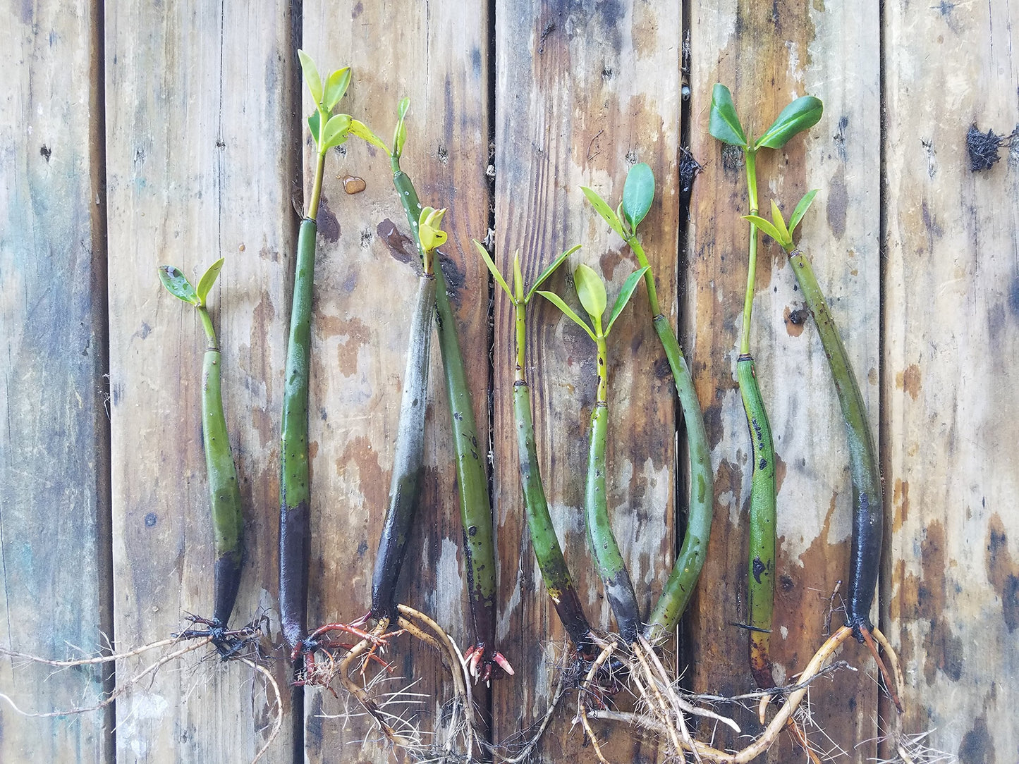 5 LIVE Mangroves - Red Mangrove Seedlings - Filtration, Aquarium, Reef, Tank, Saltwater, Aquatic, Plants
