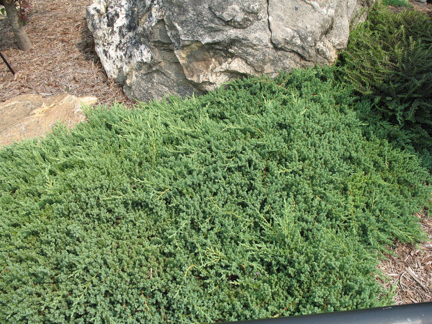 Juniper Procumbens Nana - 15 Live Plants - Drought Tolerant Evergreen Groundcover - Great for Bonsai
